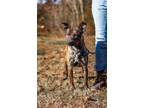 Adopt Rover a Brindle Feist / Australian Cattle Dog / Mixed dog in Sparta