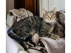 Adopt Holly a Brown Tabby Domestic Shorthair / Mixed (short coat) cat in