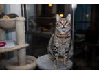 Adopt Anakin a Brown or Chocolate (Mostly) Bengal (short coat) cat in Chicago