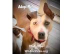 Adopt Molly a Tan/Yellow/Fawn - with White American Pit Bull Terrier / Mixed dog