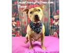 Adopt Mazur a Tan/Yellow/Fawn - with White American Staffordshire Terrier /