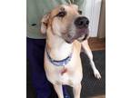 Adopt Bob a Tan/Yellow/Fawn Great Dane / Mixed dog in Iron Station