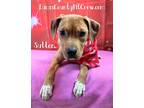 Adopt Sutton a Red/Golden/Orange/Chestnut - with White American Pit Bull Terrier