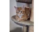 Adopt Tey a Orange or Red Tabby Abyssinian (short coat) cat in Tehachapi