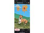 Adopt Butchie a Tan/Yellow/Fawn - with White Labrador Retriever / Basset Hound /