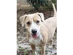 Adopt Minnie a Tan/Yellow/Fawn - with White Beagle / Mixed dog in Ocean Springs
