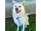 Adopt Kiwi a Red/Golden/Orange/Chestnut - with White Golden Retriever / Siberian