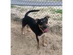 Adopt Pluto a Tan/Yellow/Fawn German Shepherd Dog / Treeing Walker Coonhound /