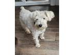 Adopt West a White Schnauzer (Miniature) / Mixed dog in Ocean Springs