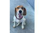 Adopt Susie a Tricolor (Tan/Brown & Black & White) Beagle / Mixed dog in Myakka