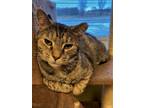 Adopt Maize a Brown Tabby Domestic Shorthair (short coat) cat in Medina
