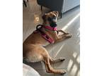 Adopt Mia a Tan/Yellow/Fawn - with Black Anatolian Shepherd / Shepherd (Unknown