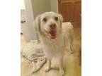 Adopt Joy a White - with Tan, Yellow or Fawn Springer Spaniel / Mixed Breed
