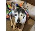Adopt Chloe (SC) a Black - with White Rat Terrier / Mixed dog in North Myrtle