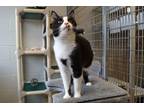 Adopt Slyvester a Black & White or Tuxedo American Shorthair (short coat) cat in