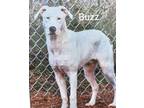 Adopt Buzz a White Mixed Breed (Small) / Mixed Breed (Medium) / Mixed (medium