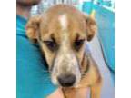 Adopt Tommy a Black Shepherd (Unknown Type) / Australian Cattle Dog / Mixed