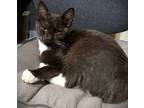 Adopt Screamer a Black & White or Tuxedo Domestic Shorthair (short coat) cat in