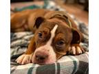 Adopt Tyce a American Staffordshire Terrier / Mixed dog in Warren, MI (39666431)