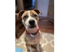 Adopt Lyra - Pending Adoption a Boxer dog in Elkhart, IN (40499158)