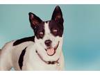 Adopt CK2 Lilly a Australian Cattle Dog / Mixed dog in Wharton, TX (40492681)