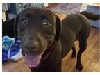 Adopt Nova a Brown/Chocolate Labrador Retriever / Mixed dog in Greensboro