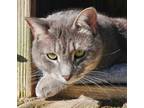 Adopt Petey a Gray, Blue or Silver Tabby Domestic Shorthair (short coat) cat in