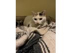 Adopt Trudie23 a Calico or Dilute Calico Domestic Shorthair (short coat) cat in