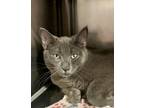 Adopt Dabinett a Gray or Blue Domestic Mediumhair / Mixed Breed (Medium) / Mixed