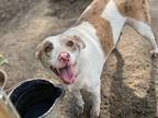 Adopt Nevaeh a Australian Shepherd / Mixed Breed (Medium) / Mixed dog in Saint
