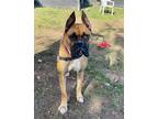 Adopt Mike a Tan/Yellow/Fawn - with Black Boxer / Mixed dog in Santa Monica