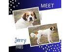 Adopt Jerry a White St. Bernard / Anatolian Shepherd / Mixed (short coat) dog in