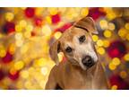 Adopt Bertho a Tan/Yellow/Fawn Labrador Retriever / Weimaraner / Mixed dog in