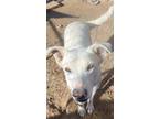 Adopt Banzai a White Shepherd (Unknown Type) / Collie / Mixed dog in Las Vegas