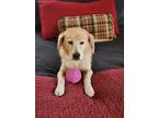 Adopt Russell a Red/Golden/Orange/Chestnut Golden Retriever / Labrador Retriever