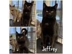 Adopt Jeffrey a All Black Domestic Shorthair / Mixed Breed (Medium) / Mixed