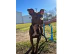Adopt ECAC2 Egon a Labrador Retriever / Mixed dog in Wharton, TX (39219422)