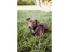 Adopt ECAC2 Ray a Labrador Retriever / Mixed dog in Wharton, TX (39219421)