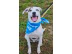 Adopt Rex a Border Collie / Mixed Breed (Medium) / Mixed dog in Warren