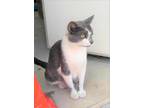 Adopt Dottie a Domestic Shorthair / Mixed (short coat) cat in Brigham City -