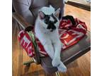 Adopt Mini Cooper a White (Mostly) Domestic Shorthair cat in Springfield