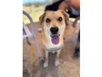 Adopt Pip a Tan/Yellow/Fawn Border Collie / German Shepherd Dog / Mixed dog in
