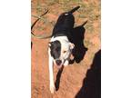 Adopt Oreo a Black - with White Staffordshire Bull Terrier / Pit Bull Terrier /