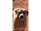 Adopt Clyde a Brown/Chocolate Labrador Retriever / Mastiff / Mixed dog in Yukon