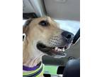 Adopt Ricky 4149 a Tan/Yellow/Fawn Labrador Retriever / Mixed dog in Pickering