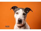 Adopt Kimchi (D.J.) a White Australian Cattle Dog / Mixed Breed (Medium) / Mixed