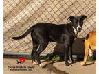 Adopt Eva a Black Golden Retriever / Mixed Breed (Medium) / Mixed (short coat)