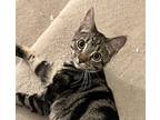Adopt Thomas a Gray, Blue or Silver Tabby Domestic Shorthair (short coat) cat in