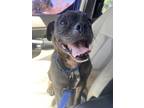 Adopt Stumpy a Brindle Pug / Mixed dog in Boise, ID (40482758)