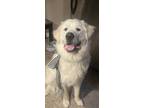 Adopt Cooper a White Great Pyrenees / Mixed dog in Pittsburgh, PA (40482465)
